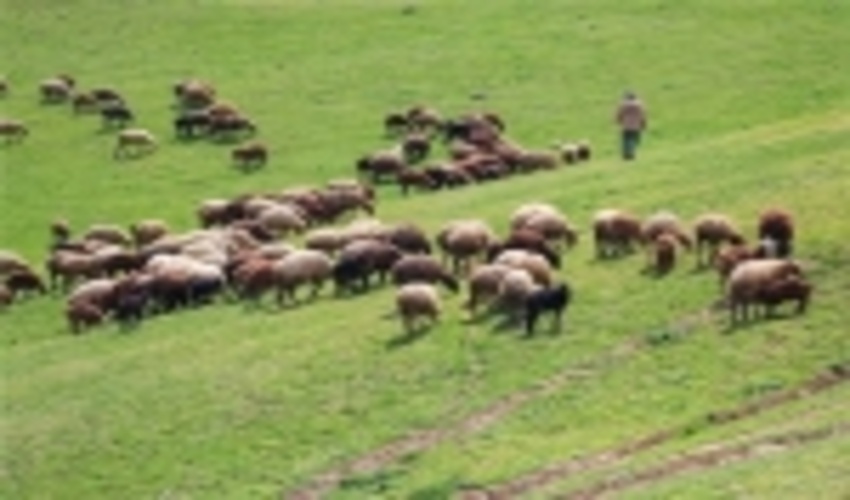 احیا مراتع زنجان به همت دامداران 
