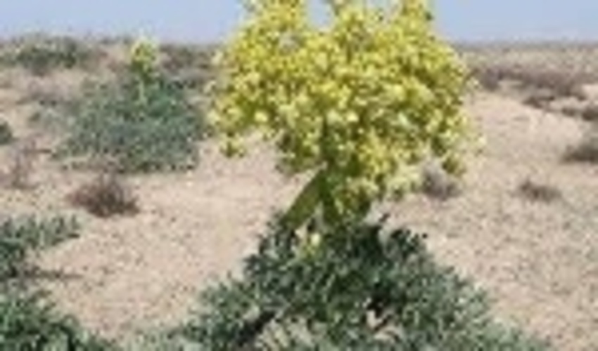 برداشت ۱۵ تن آنغوزه در۱۵۰هکتار از مراتع کهگیلویه و بویراحمد