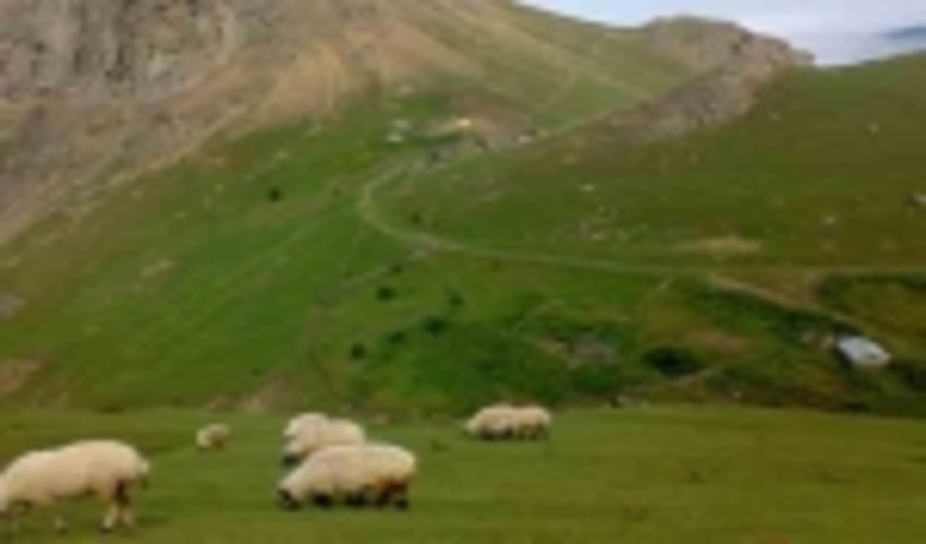 مدیریت چرای دام در مراتع میانبند استان تهران آغاز شد