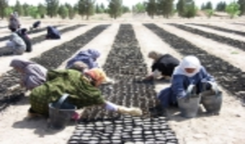 اجرای ۶۸هزار هکتار جنگلکاری با بذر ونهال در کشور