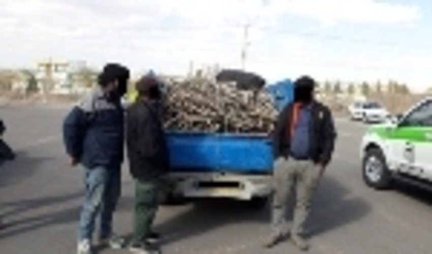  دست عاملین قطع درختچه های ممنوع القطع تاغ در گناباد رو شد
