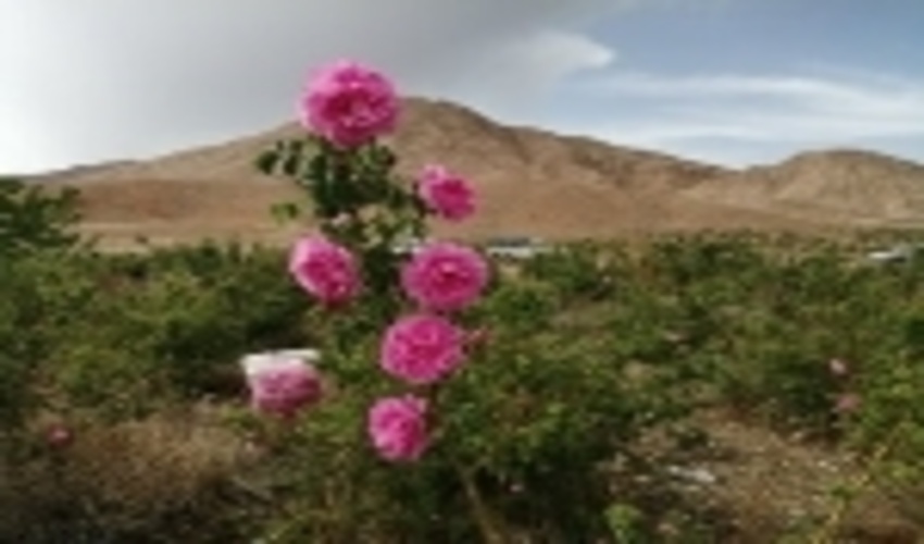 عملیات بیولوژیک در 2975 هکتار از مراتع استان سمنان اجرا شد