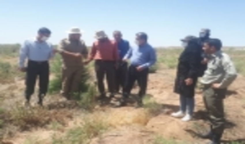 وجود ملخ در مراتع البرز تحت کنترل است