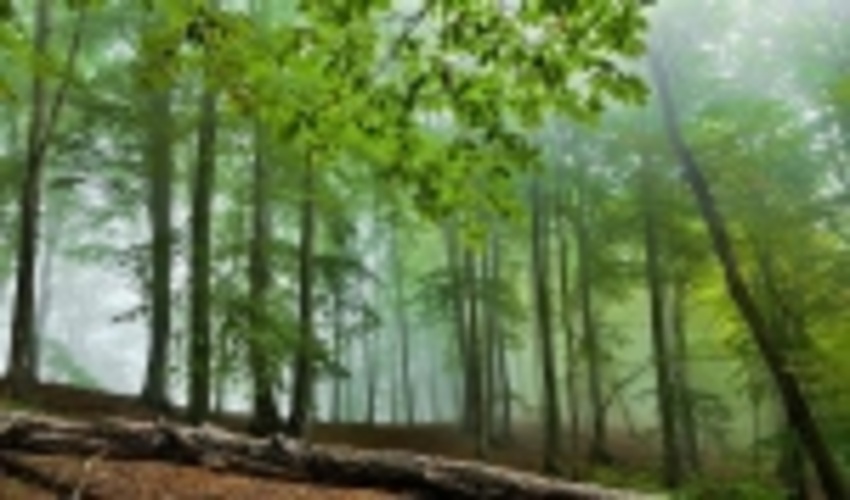 The Meeting of the Executive Committee for Forest Affairs Held at FRWO
