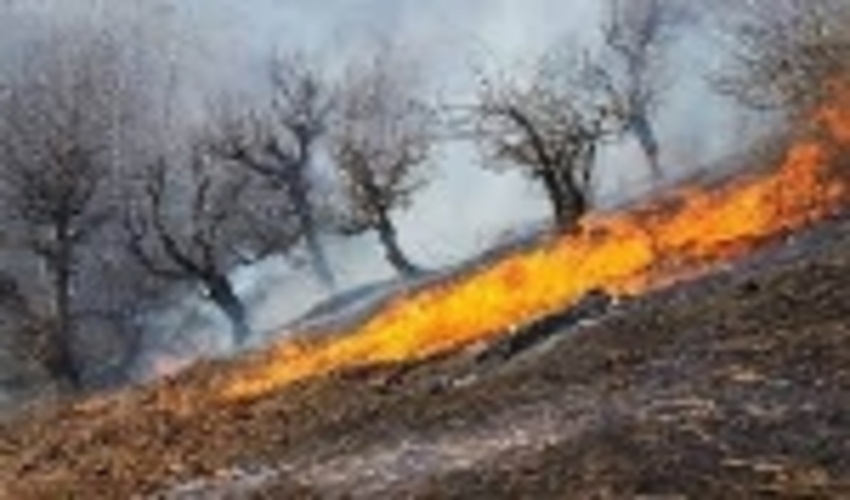 اردبیل/ ردپای سوداگران طبیعت در آتش‌سوزی جنگل‌ها مشهود است
