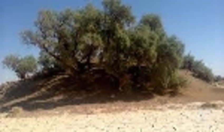  زیبایی های ایران پایانی ندارد / نبکاها در کویر لوت شگفتی می آفرینند 