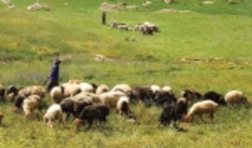 تمدید پروانه‌ چرای دام استان سمنان تا ۹ آذر امکان پذیر است