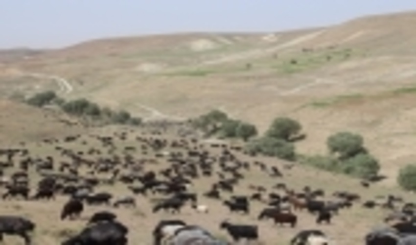 ممیزی مرتع، یک میلیون و ۸۳۲ هزار هکتار از اراضی ملی استان مرکزی 