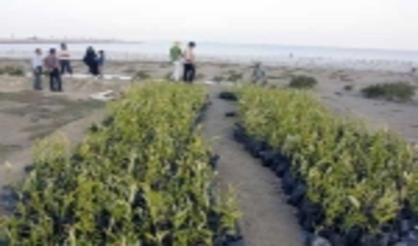 کشت نهال حرا در سواحل هرمزگان