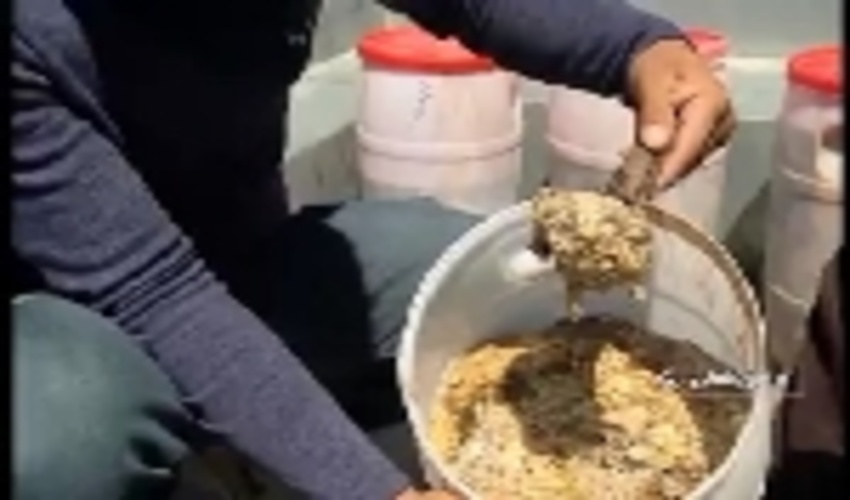 برداشت بیش از ۲هزار کیلو باریجه در خراسان شمالی