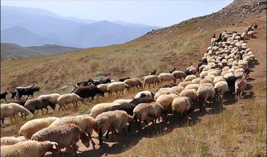 خراسان رضوی/ آغاز مدیریت چرای دام در مراتع شهرستان سبزوار