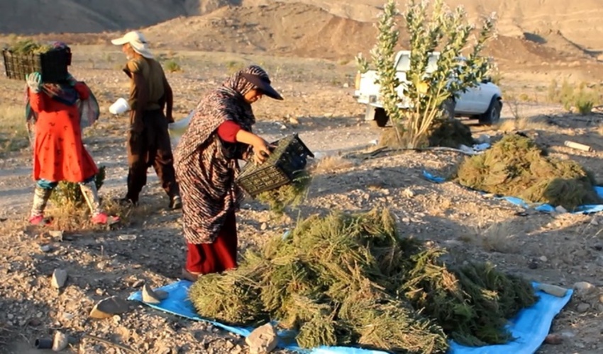 ارزآوری 100 میلیارد تومانی دو گیاه گران قیمت برای خراسان جنوبی