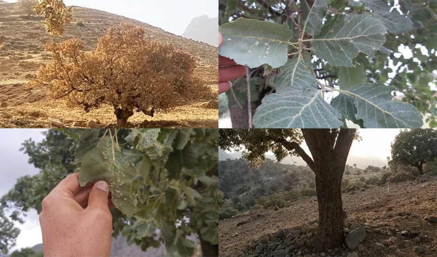 حمله 2 آفت به 60 هزار هکتار از جنگل های زاگرس در 5 ماه گذشته/ لزوم تخصیص بودجه ویژه به سازمان منابع طبیعی 