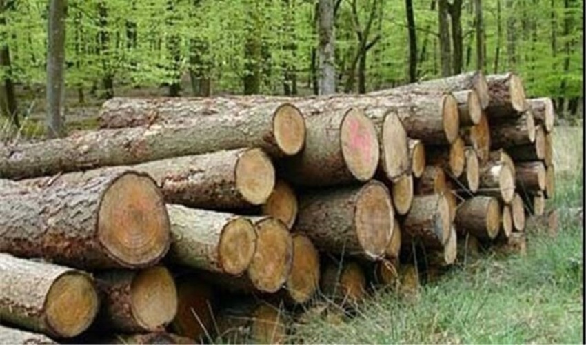 تشکیل پرونده های قاچاق چوب و زغال جنگلی در خوزستان