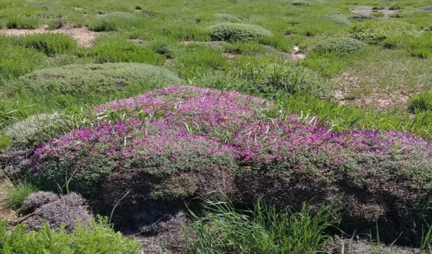 ساری/ کُپه کاری 1200 هکتار از مراتع مازندران