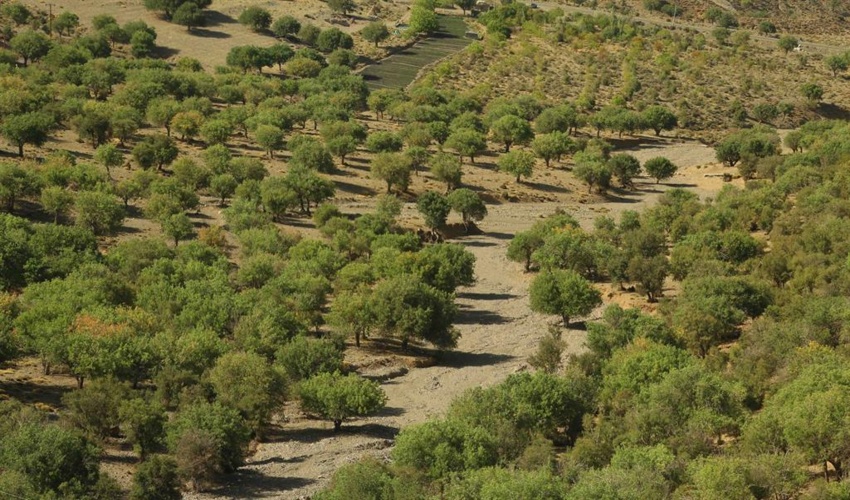 طرح جنگلداری اجتماعی در مرحله تدوین