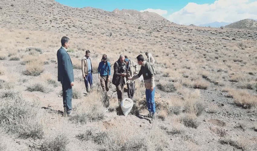 کشت گیاهان دارویی در سطح بیش از ۱۲ هزار هکتار از مراتع جنوب کرمان