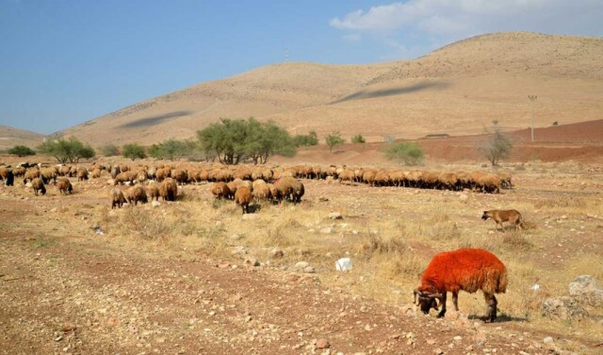 جنوب کرمان/ احاله مدیریت بیش از ۱۷۰۰ هکتار مرتع در جیرفت به مجریان
