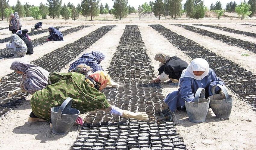 سایه روشن های طرح نهضت جهادی تولید و کاشت یک میلیارد نهال در کشور