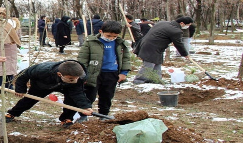 استان زنجان موظف به کاشت سالانه 3 میلیون درخت است