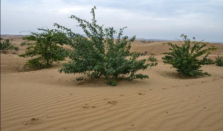 توسعه مالچ‌های غیرنفتی با کمک شرکت‌های دانش‌بنیان برای مقابله با بیابان‌زایی/ استفاده از نوآوری‌های نرم‌افزاری و سخت‌افزاری برای کاشت یک میلیارد درخت