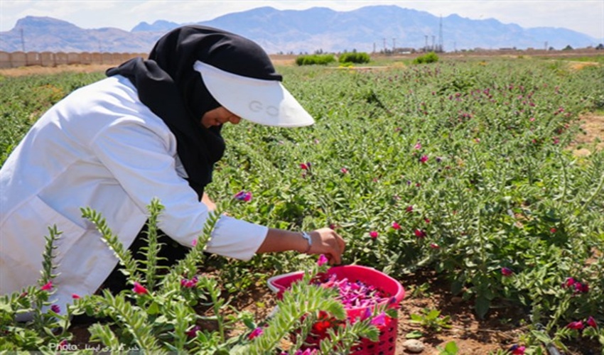 برداشت گیاهان دارویی به روش سنتی، پایداری این گونه را با خطر مواجه می کند