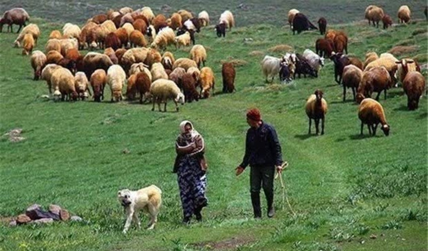 کاشت نهال‌های جنگلی با نخستین بارش پاییزی/ هیچ کاری را بدون نظر کمیته علمی طرح کاشت یک میلیارد درخت انجام نمی‌دهیم