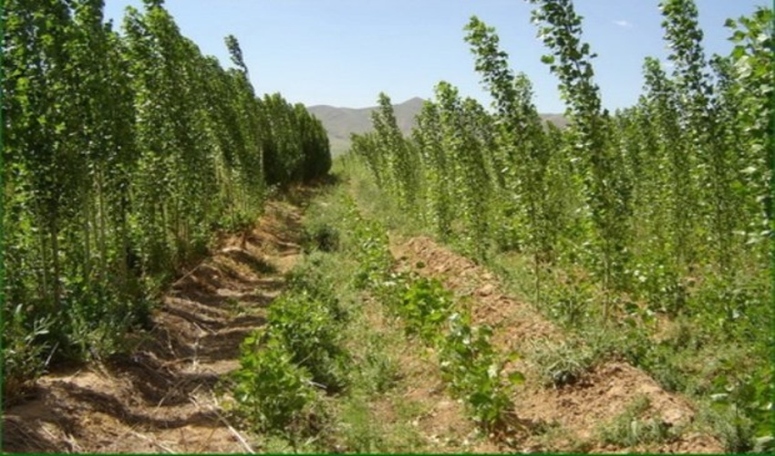 بازدید مجری طرح کاشت یک میلیارد درخت از روند اجرای طرح زراعت چوب در گیلان