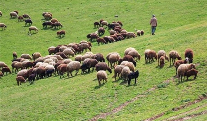 واگذاری ۹۷ درصد مراتع چهارمحال و بختیاری به بهره برداران