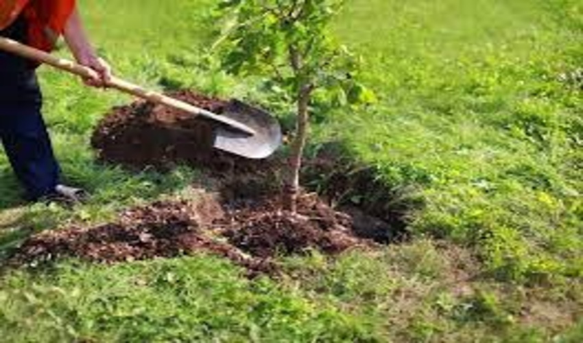 شناسایی روستاها برای تولید نهال در دستور کار قرار دارد/ تولید ۱۰۰ گونه جنگلی در نهالستان‌ها