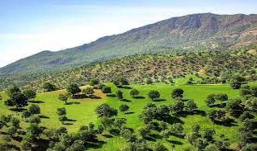 من زاگرسم؛ قلبم تنیده در ریشه درختان