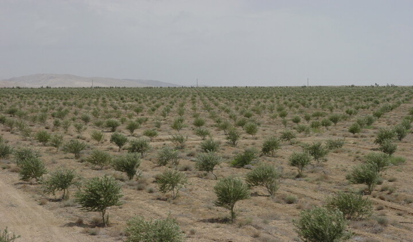 ۸۲۱ هکتار جنگل کاری در استان تهران انجام شده است