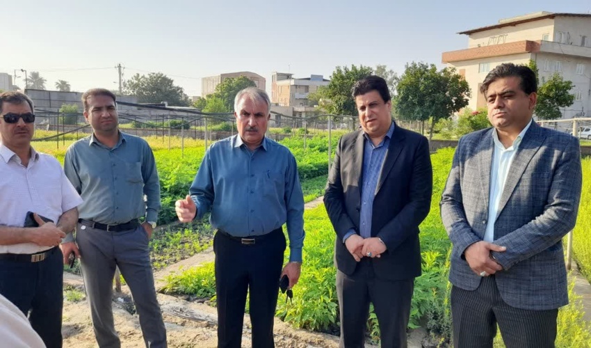 جنوب کرمان/ 4 هزار هکتار زراعت چوب و ۸ هزار کیلومتر باد شکن زنده اجرایی می شود