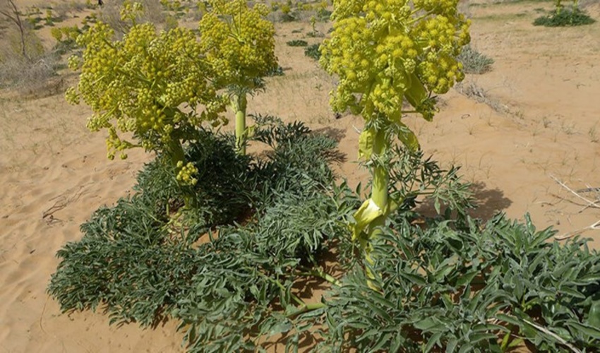  آنغوزه! یکی از ده گونه شاخص استان کرمان