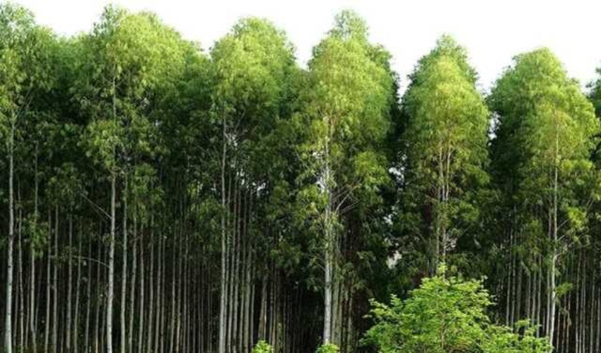 کرمانشاه/توسعه زراعت چوب در قصرشیرین؛ طرح جدیدی برای بهره‌وری از منابع طبیعی