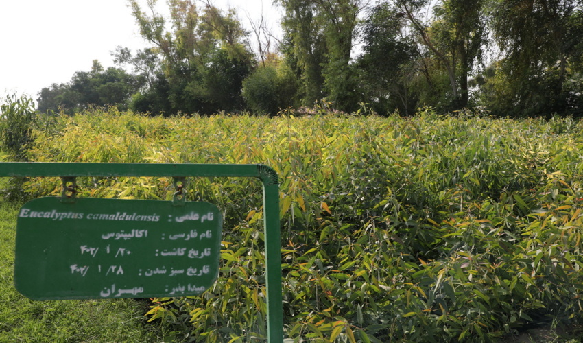 گزارش تصویری/نهالستان گرمسیری محسن آب مهران؛ نمونه عینی طراوت و تولید 