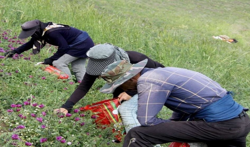 نادیده گرفتن قوانین محصولات فرعی مرتعی و جنگلی سبب تخریب منابع آب و خاک و پوشش گیاهی می شود