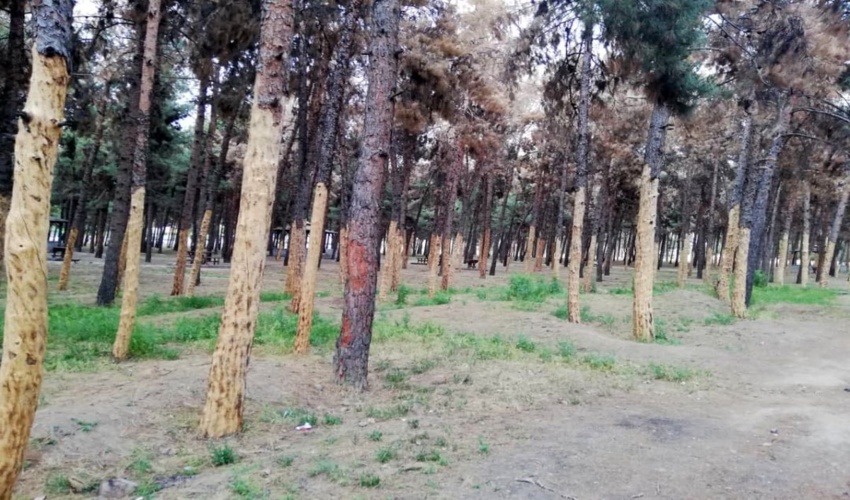کوتاهی ۳۰ ساله شهرداری در نگهداشت درختان؛ عامل طغیان شدید آفات در اغلب پارک‌های جنگلی تهران