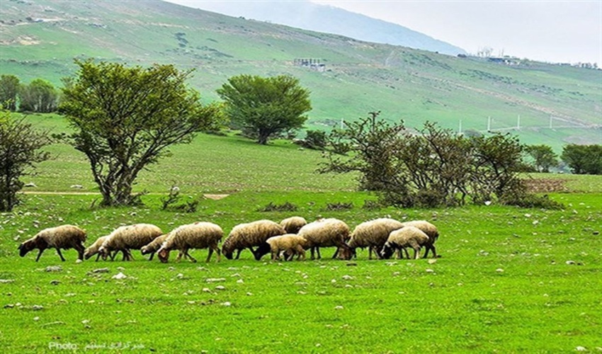 ضرورت استفاده از پسماند کشاورزی برای جلوگیری از فشار  به مراتع همدان