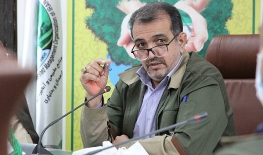 چهارمحال/کرفس کوهی، دارویی نهفته در دل طبیعت؛ گنجی که به تاراج می‌رود