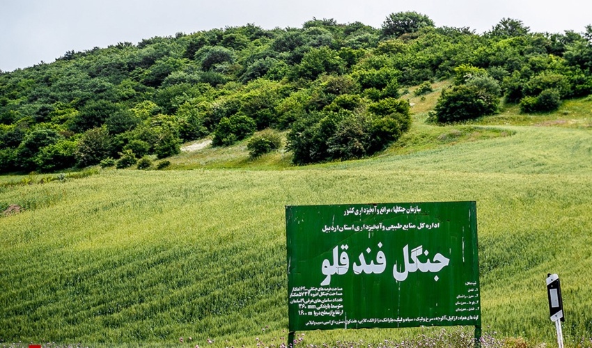 زیبایی های طبیعت ایران تمامی ندارد / بابونه های جنگل فندقلو در استان اردبیل را تماشا کن!