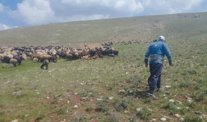 اخراج ۵۰ هزار رأس دام غیرمجاز از مراتع استان قزوین