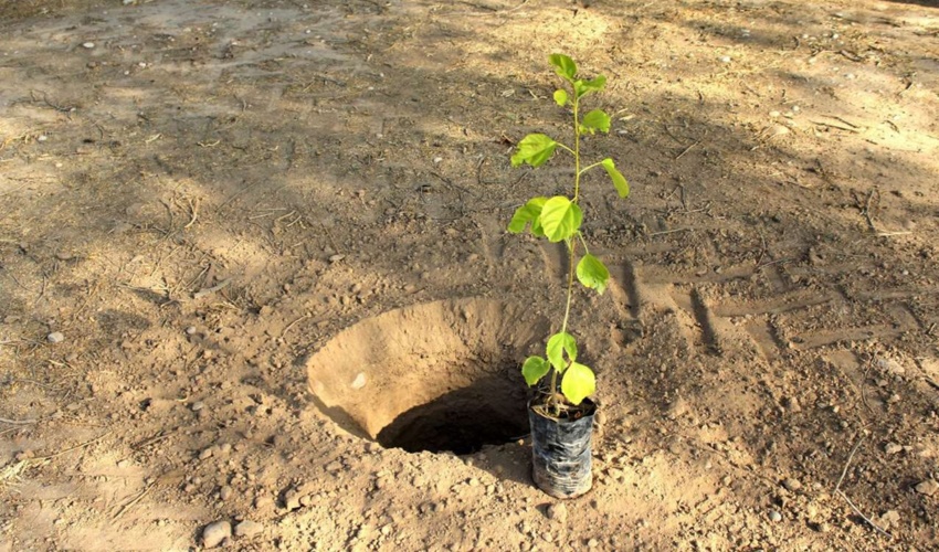 مازندران سبز می‌شود؛ کاشت نهال در سواحل استان