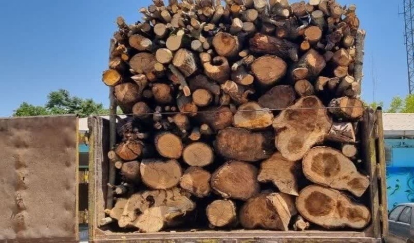 آزادسازی اراضی ملی و برخورد با قاچاق چوب در مازندران