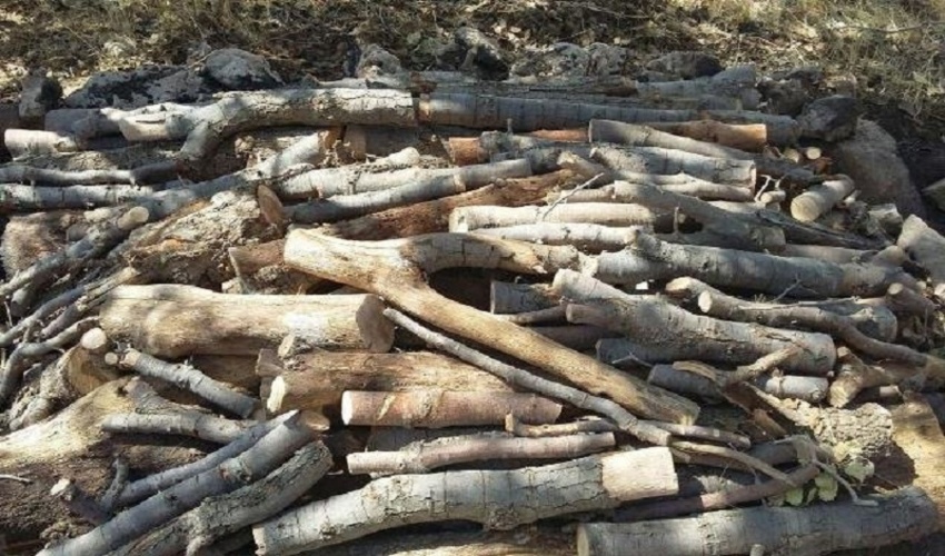 کشف قاچاق چوب در سمنان و سرخه؛ ۲ متخلف دستگیر شدند