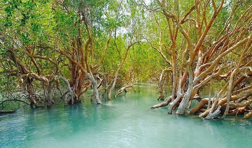 ظرفیت توسعه و احیای سالانه 2 تا 3 هزار هکتار جنگل‌های مانگرو در ایران/ جنگ به جنگل‌های مانگرو خسارت می‌زند