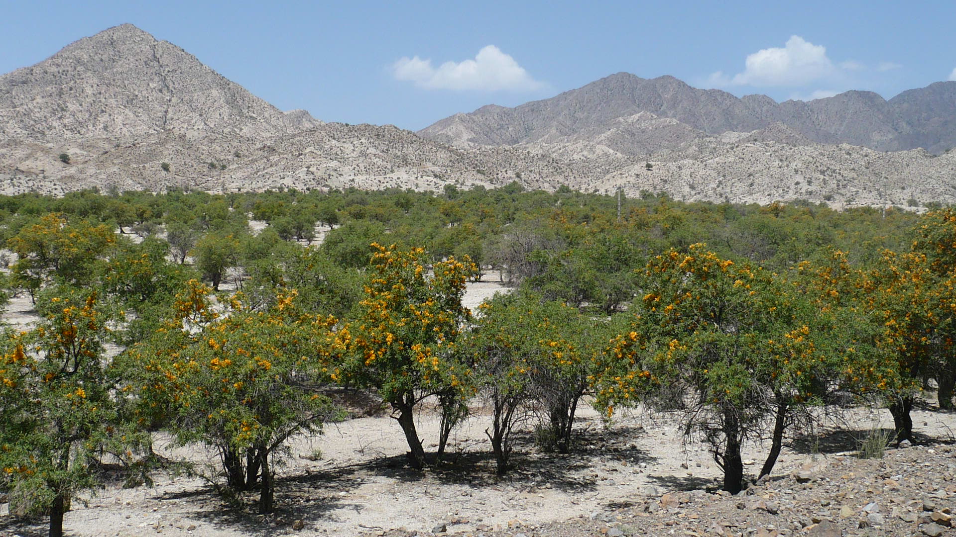 گالری منظره جنگل