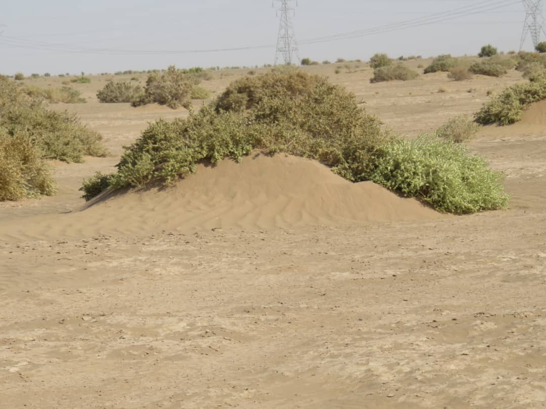 گالری بیابان