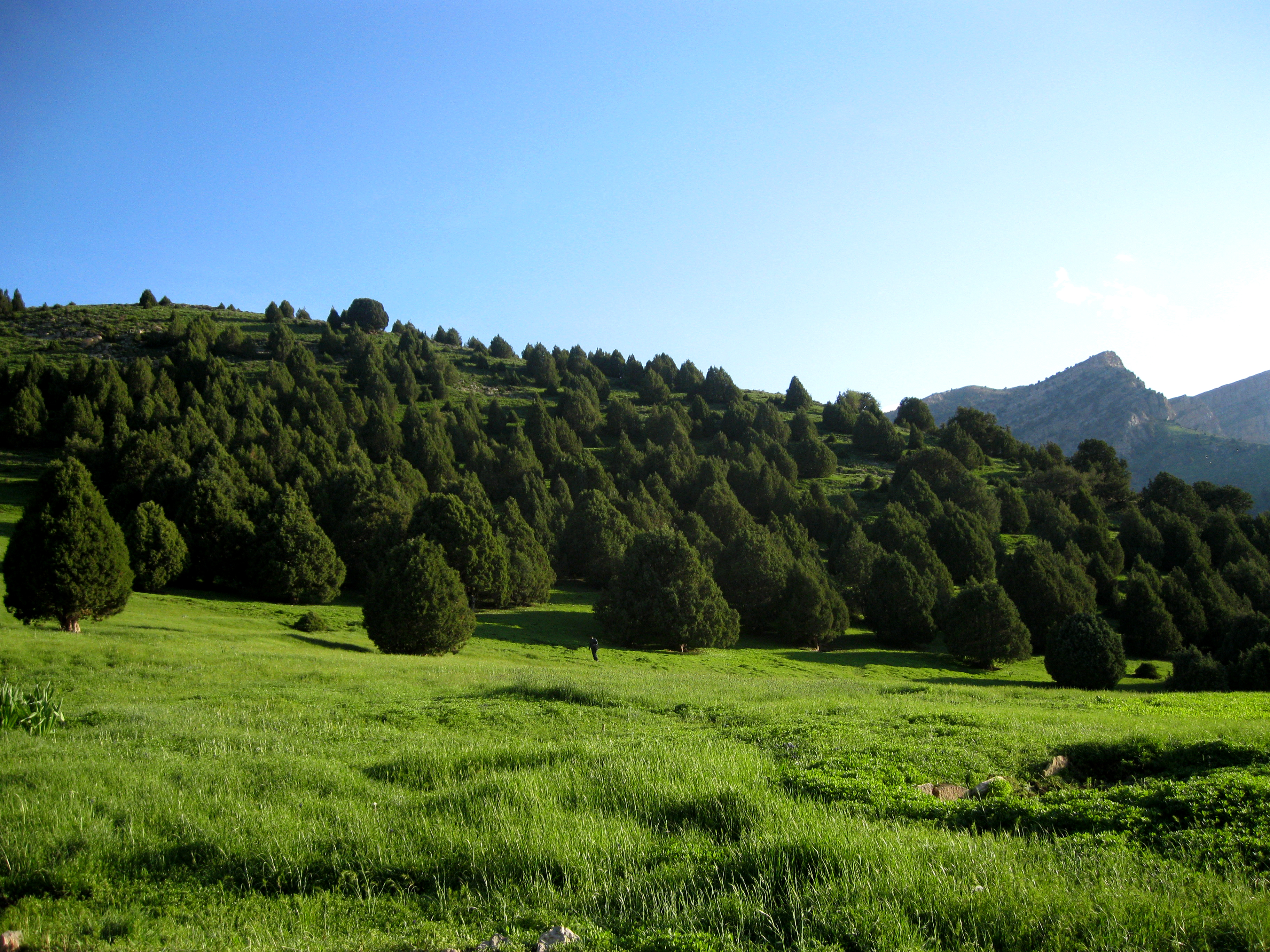 گالری جنگل 