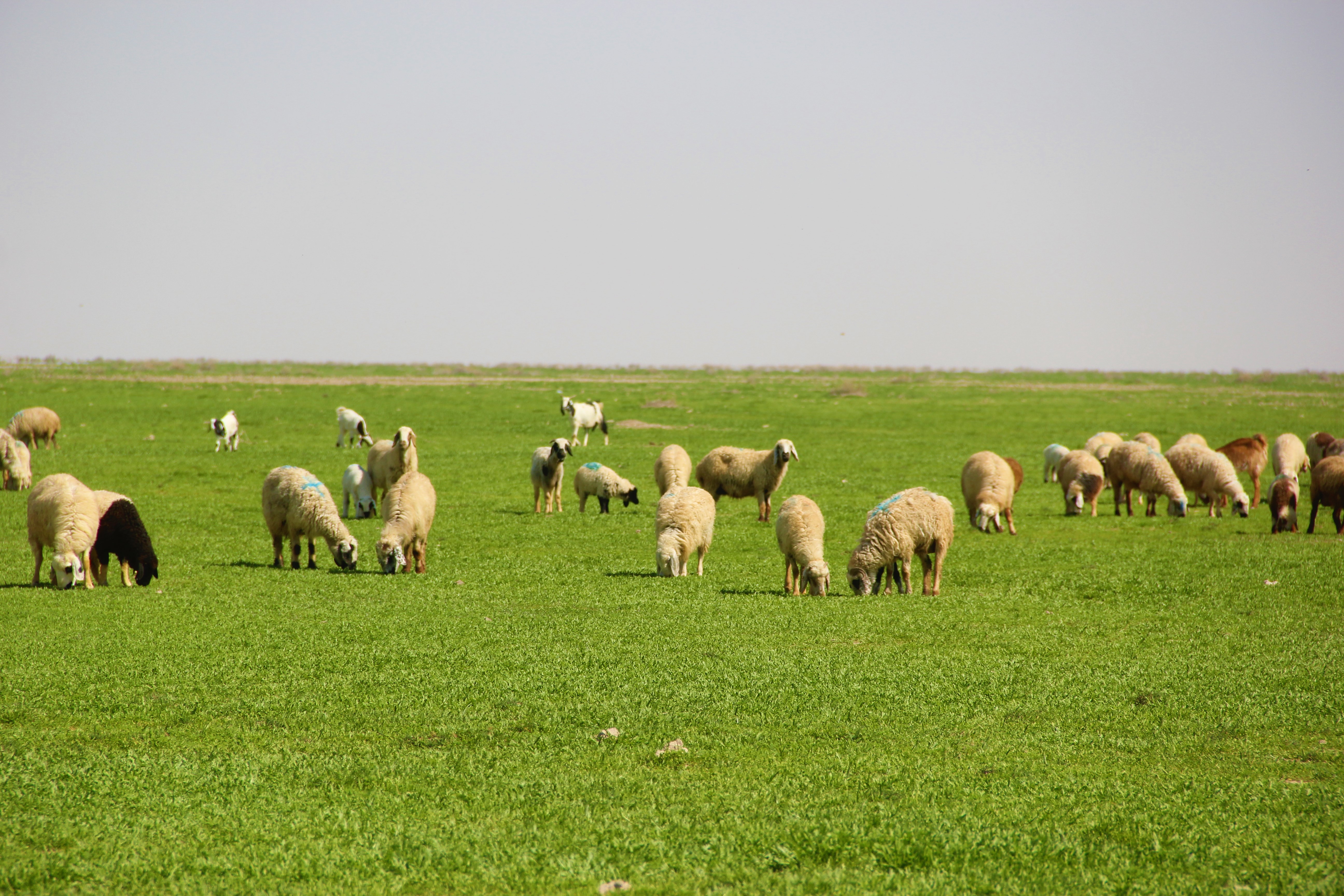 گالری مرتع